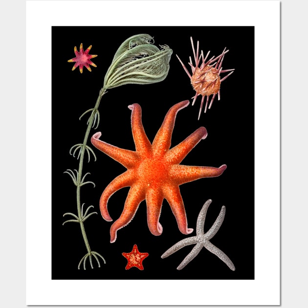 Starfish varieties Wall Art by NightvisionDesign